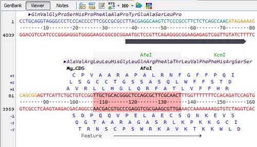clc sequence viewer einstein university clc sequence viewer einstein university