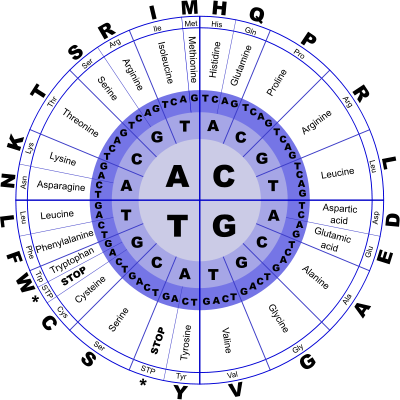 Genetic Code by J_Alves (openclipart.org)